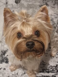 Μικρά ζώα, μεγάλη αγκαλιά για την καρδιά ενός εφήβου